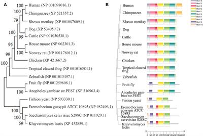 New insights into the role of ribonuclease P protein subunit p30 from tumor to internal reference